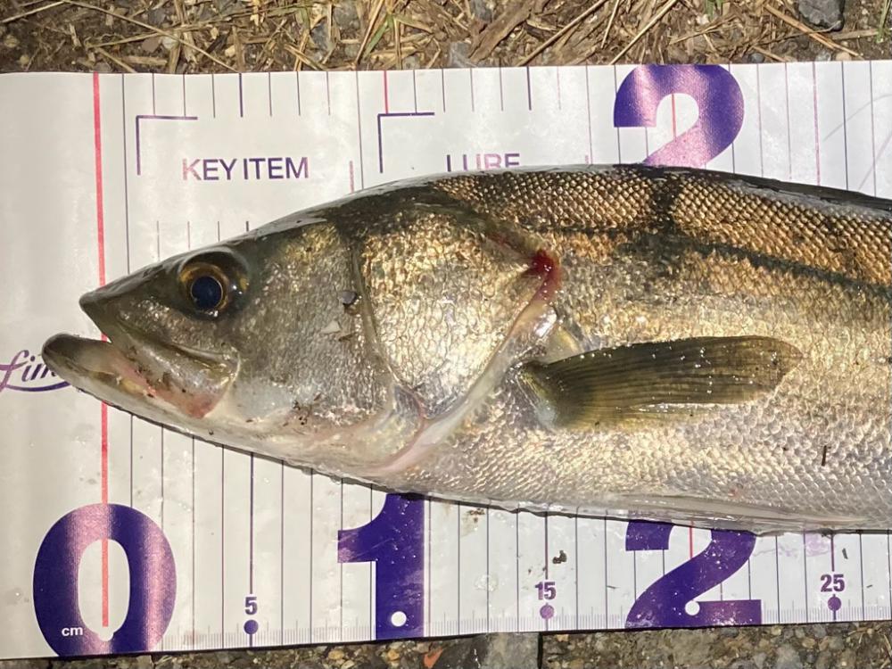 シーバスフィッシング