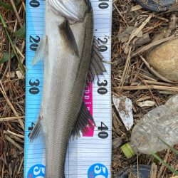 デイシーバス楽しい！