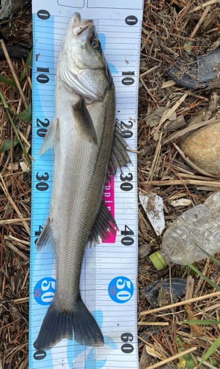 デイシーバス楽しい！