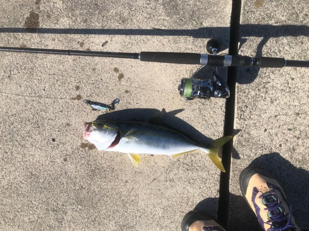 久しぶりの青物