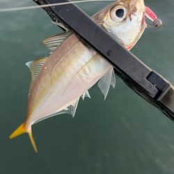 デイアジング♪