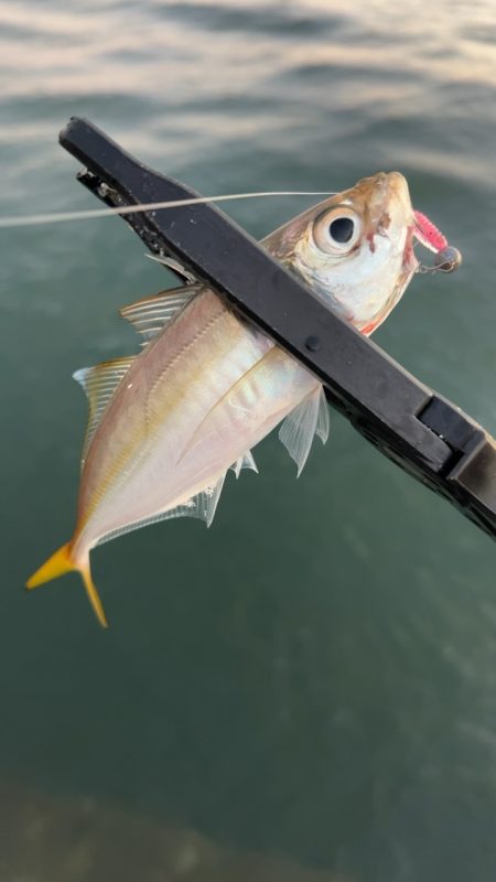 デイアジング♪