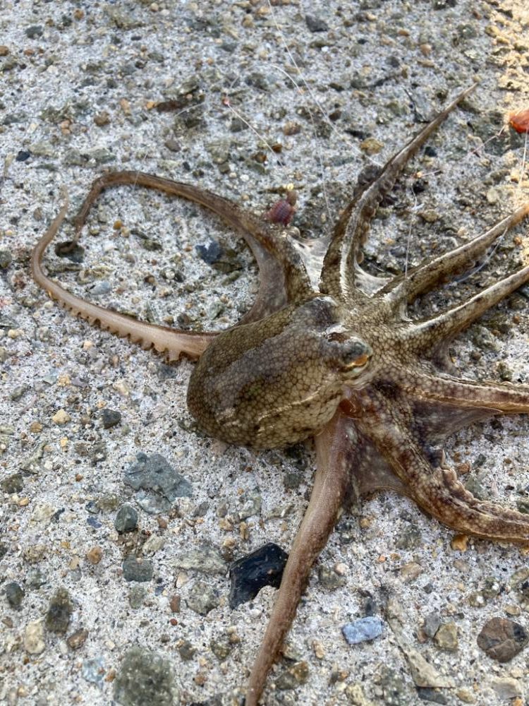 江井ヶ島釣行！