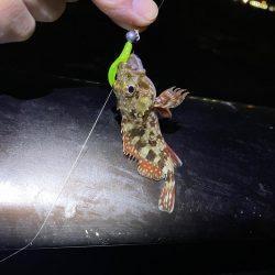 今日もアジだけでした