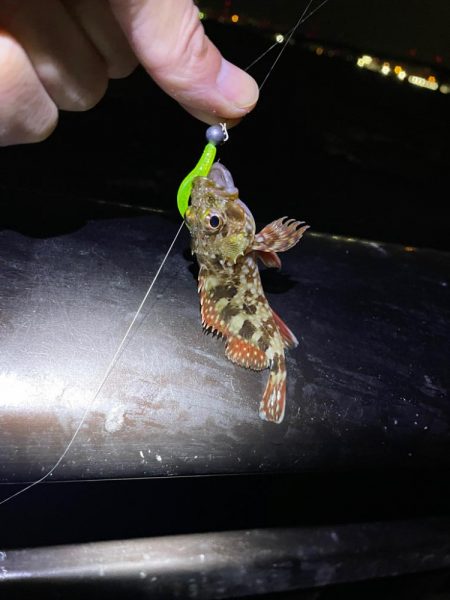 今日もアジだけでした