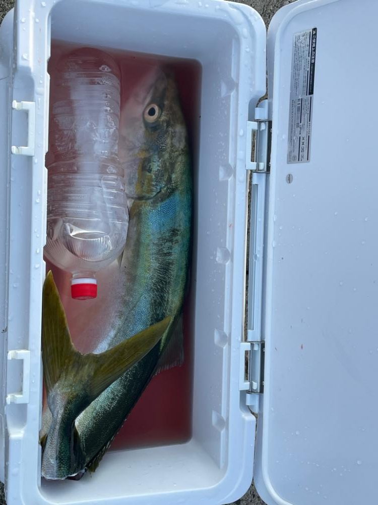 やっと来ました♪