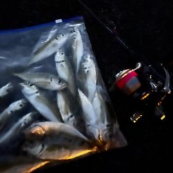 今秋2回目アジング