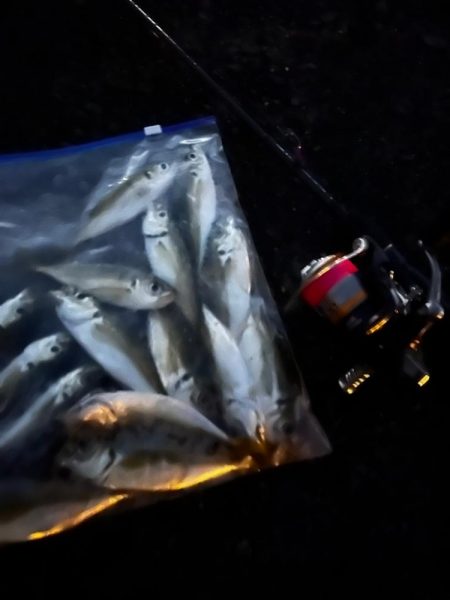 今秋2回目アジング