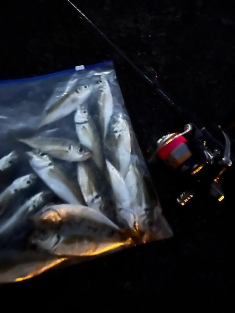 今秋2回目アジング