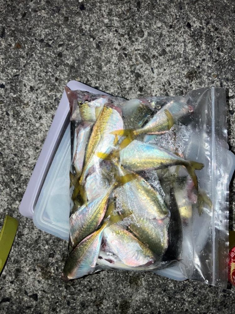 タチウオ少し、小アジたくさん