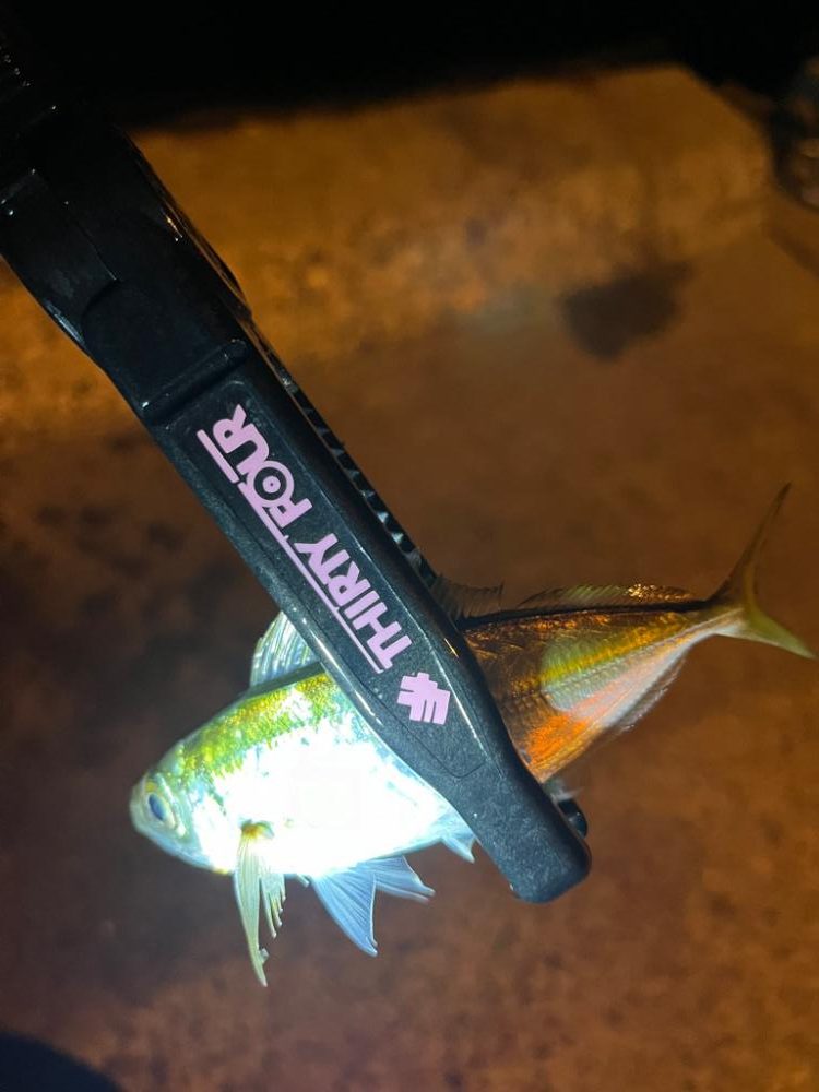 仕事前の30分アジング🐟