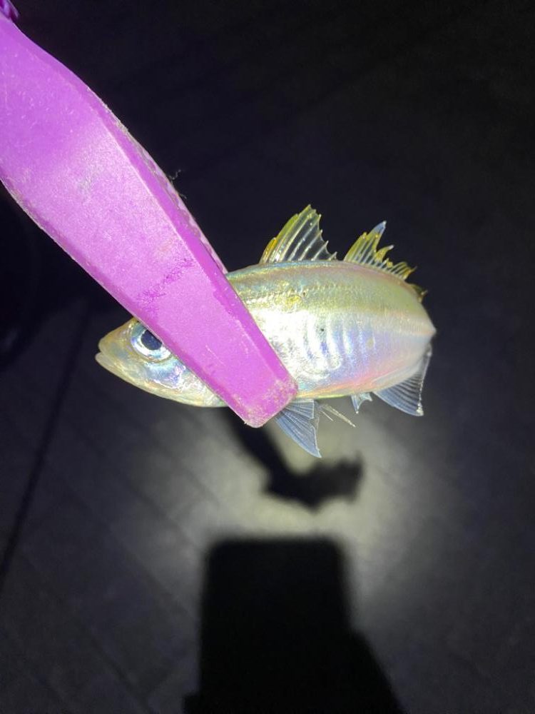 大阪湾奥アジング