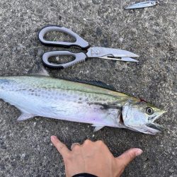 ボラが多すぎて。。