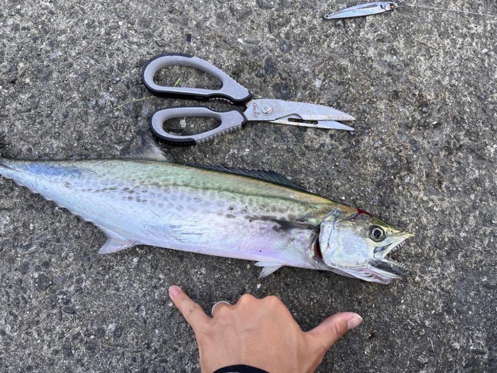 ボラが多すぎて。。