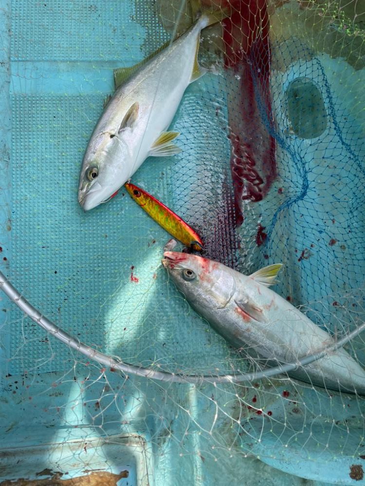 明石沖ジギング