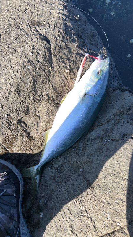 地磯でショアジギング