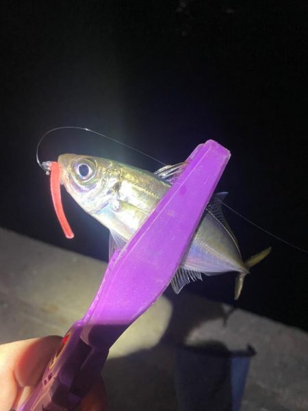 大阪湾奥アジング