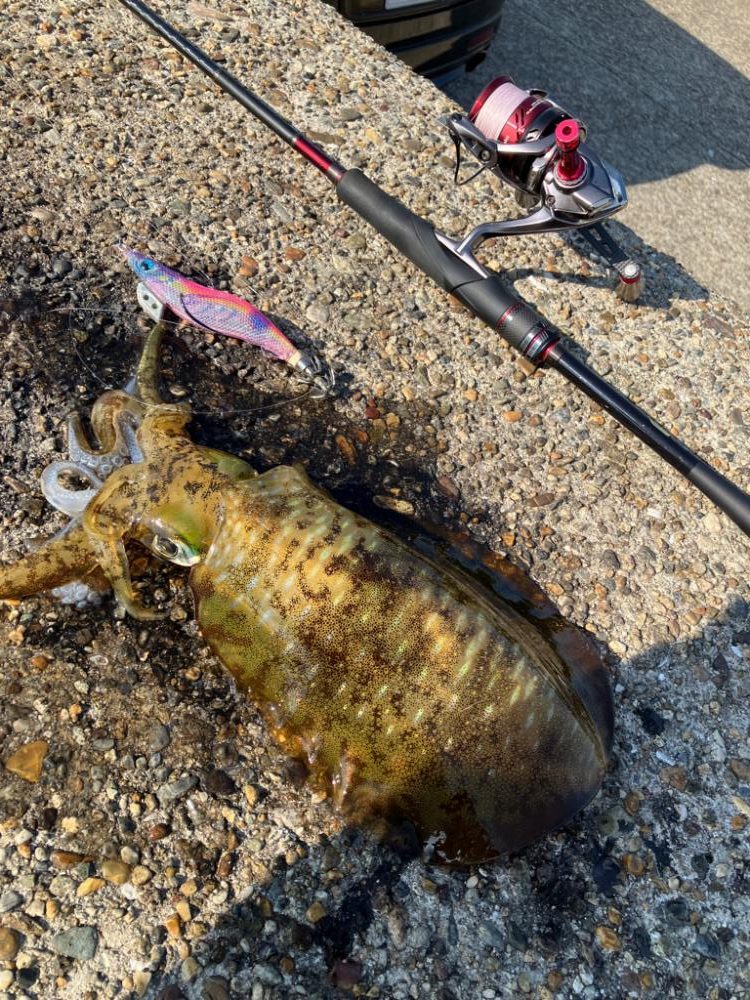 デイエギングでもそこそこの型GET＼(^o^)／