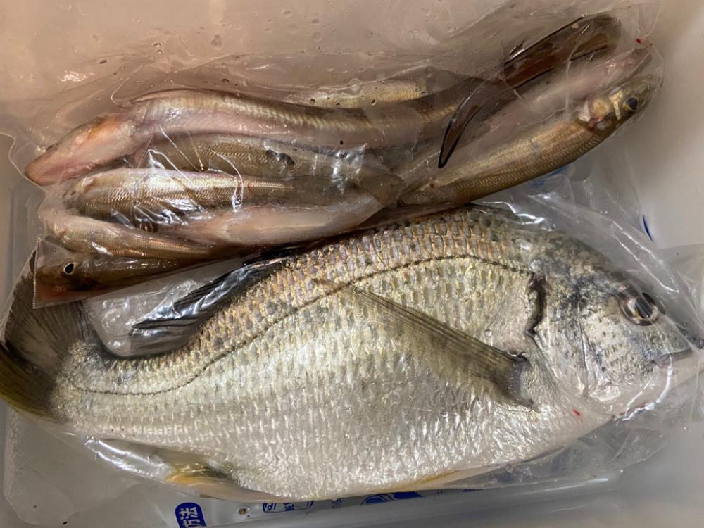 ちょい投げシロギスタの午後から8目DAY