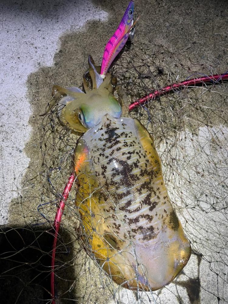 2023 佐渡ヶ島エギング 58回目【11月22日】