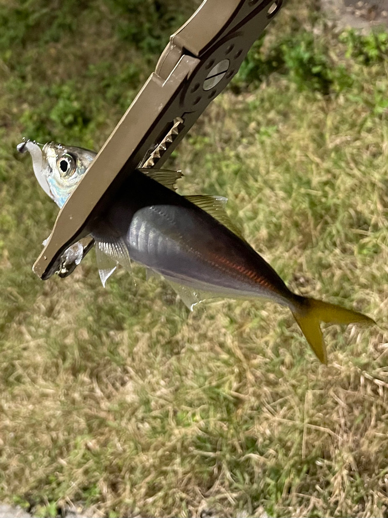 ジグ単de~アジング♪大潮のド干潮エグい