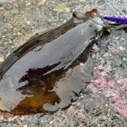 船メンテ後に試運転がてらアオリイカ狙い