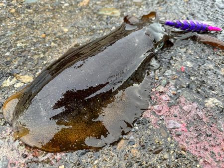 船メンテ後に試運転がてらアオリイカ狙い