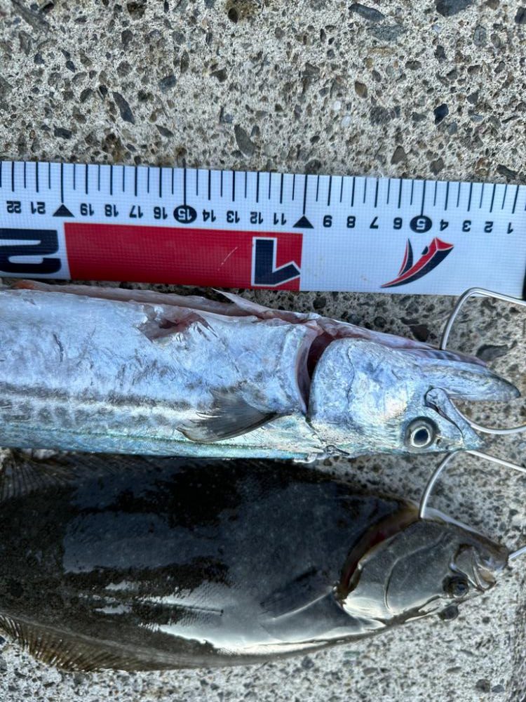 昨日のポイントで