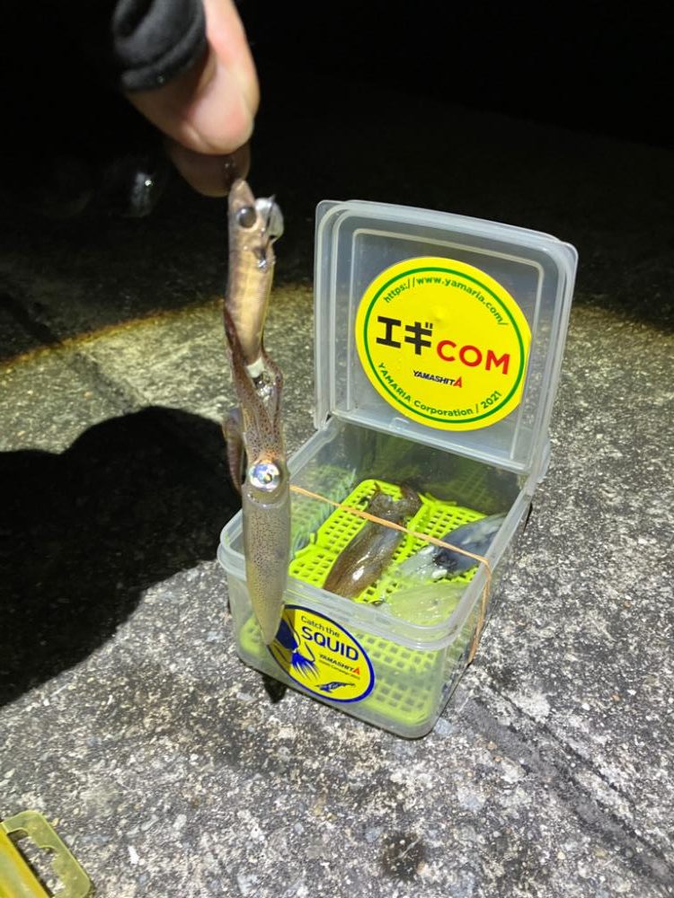 ヒイカ調査③(^.^)