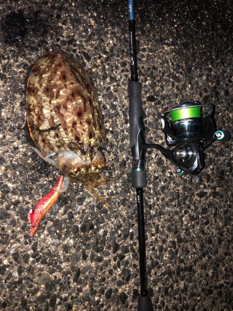 コウイカ連発！？