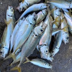 大アジ釣れました