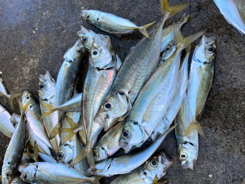 大アジ釣れました