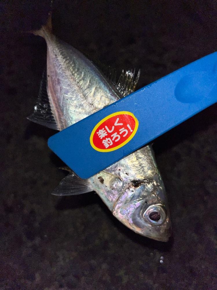 中アジ探して‥