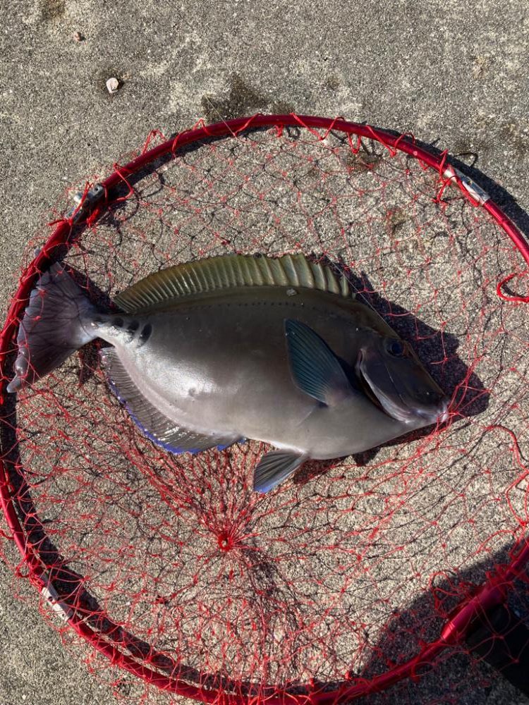 カゴ釣りで真鯛