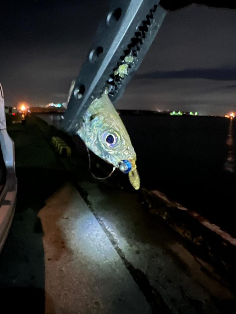 プランクトンパターン？