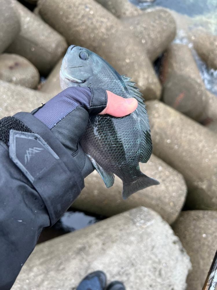 荒天フィッシング