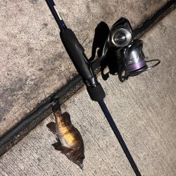 アジングは不発も