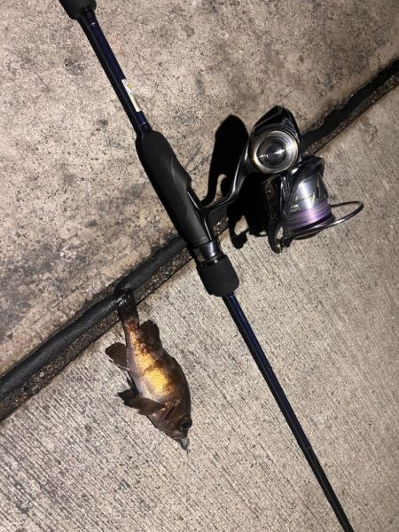 アジングは不発も