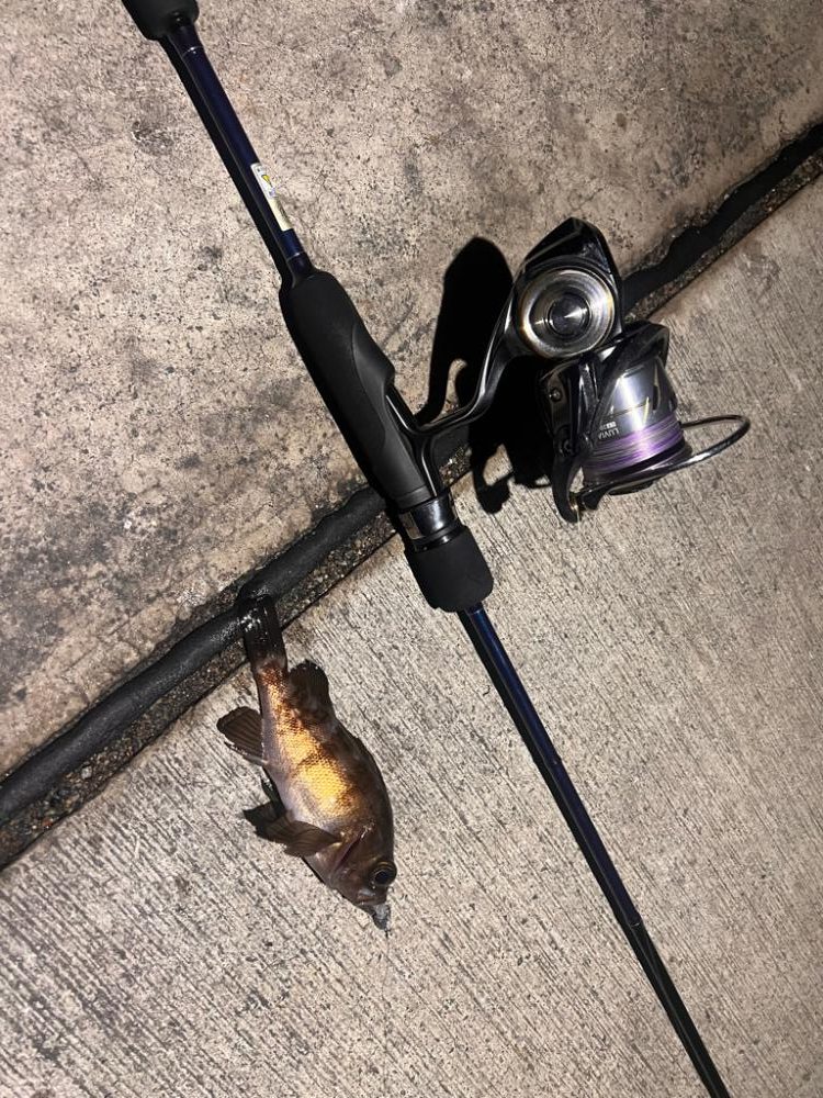 アジングは不発も