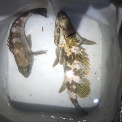 強風だけどアジ丼が食べたくて