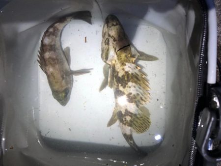 強風だけどアジ丼が食べたくて