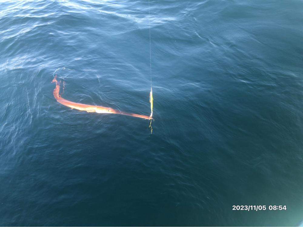 11/5 伊島沖ジギング