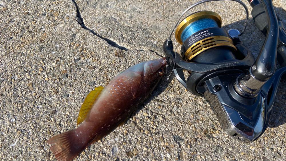 M:I-2 ちょい投げシロギスタ