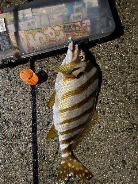 超初心者の釣り記録🎣②