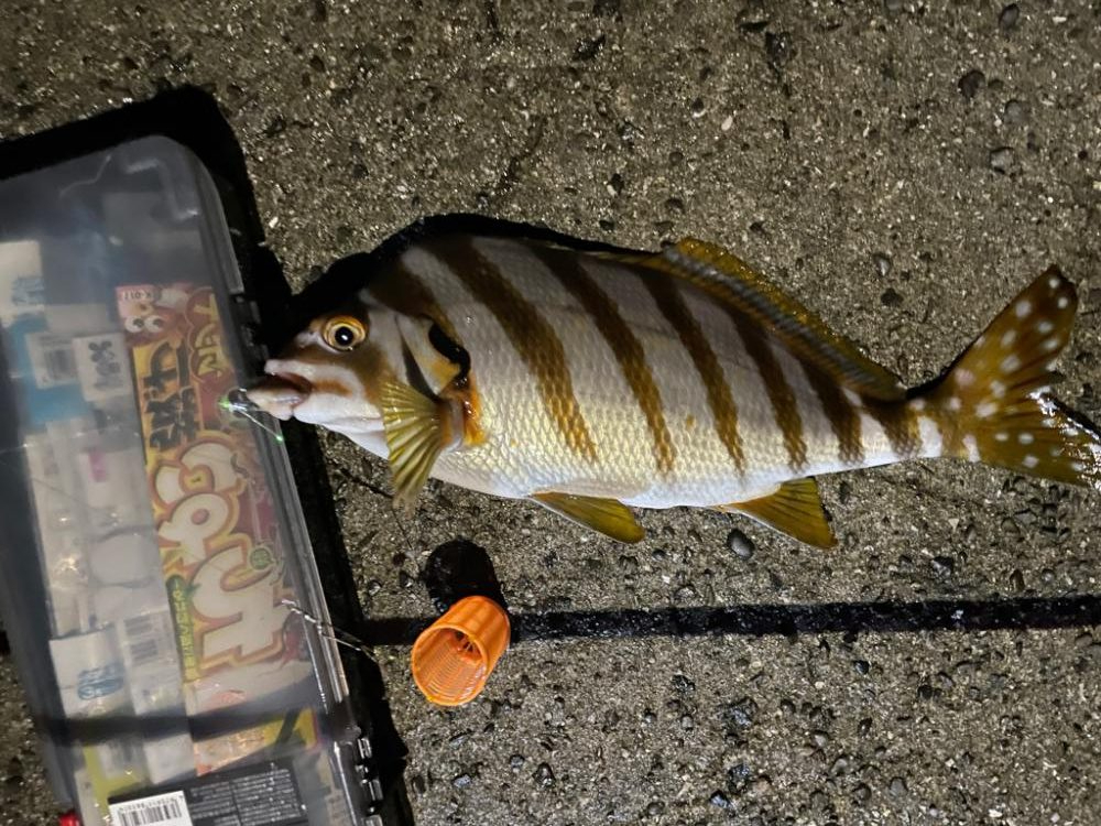 超初心者の釣り記録🎣②