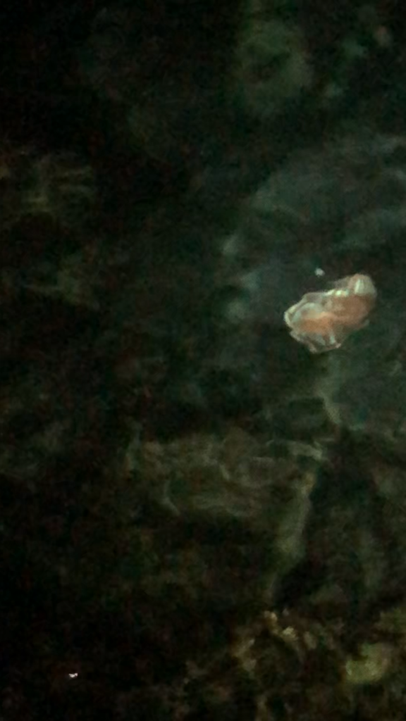 【志摩エリア】爆風エギング