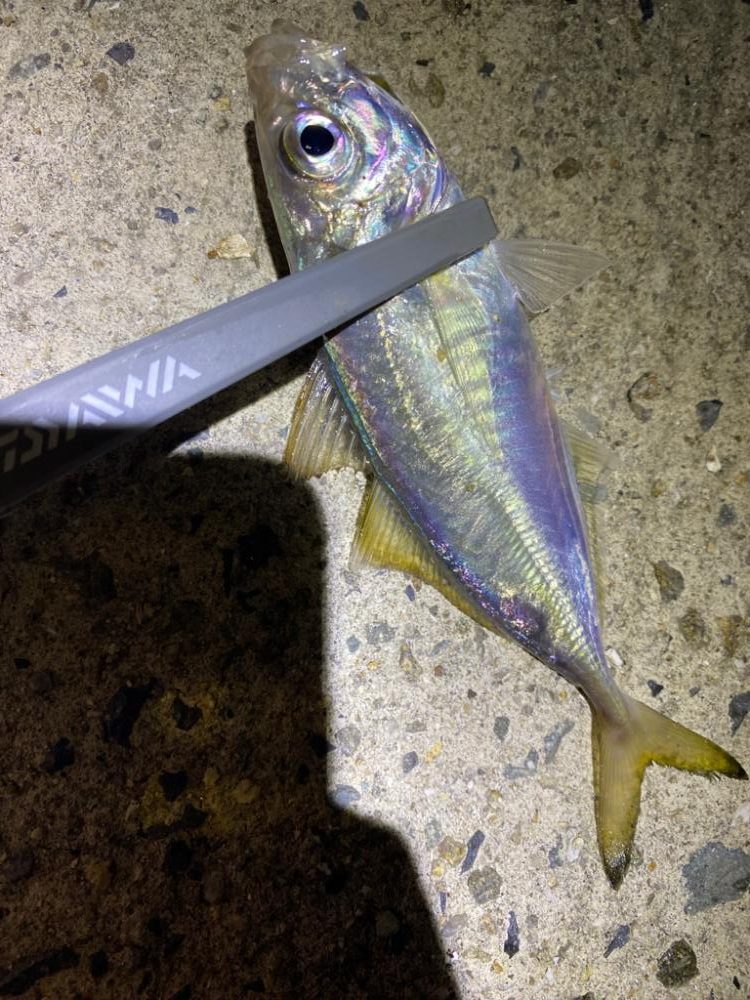 アジング2回目で初つ抜けと珍ゲスト