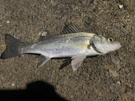 ライトゲーム短時間釣行！