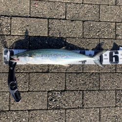 湾奥は北東強風。青牙マルチ。。