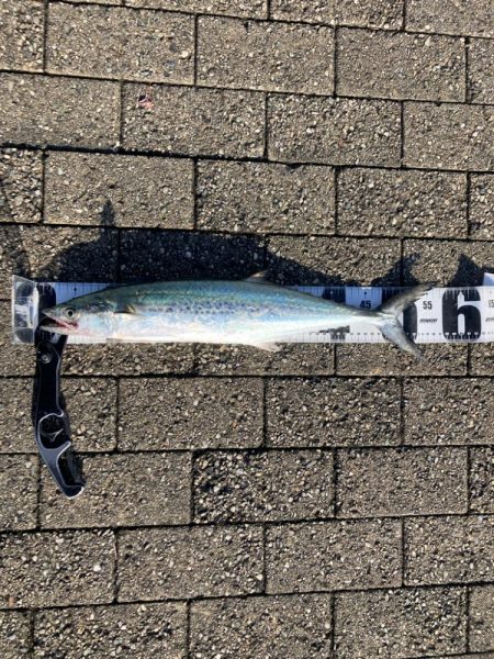 湾奥は北東強風。青牙マルチ。。